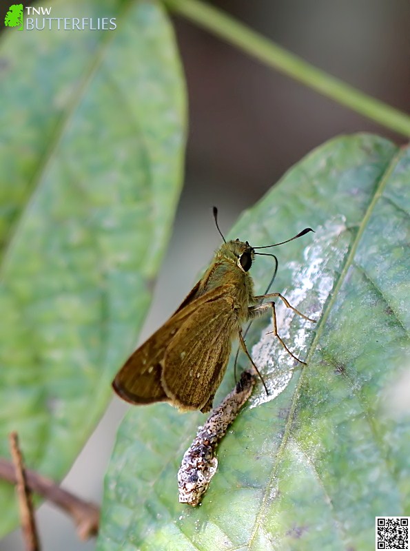 Malayalam Butterfly Names